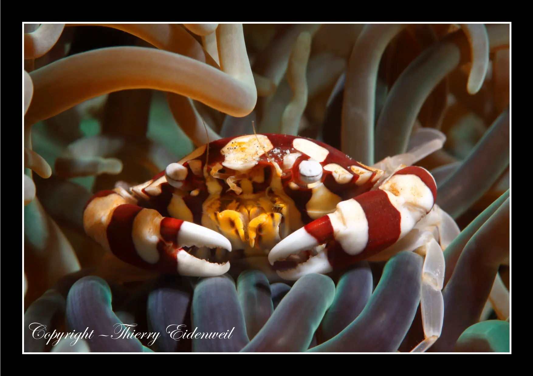 Anilao Macro Dive Media Highlight